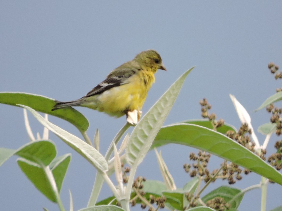 Lesser Goldfinch - ML70529801