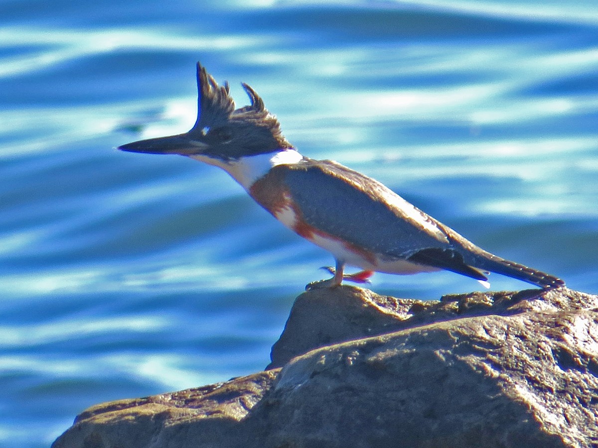 Belted Kingfisher - ML70529901