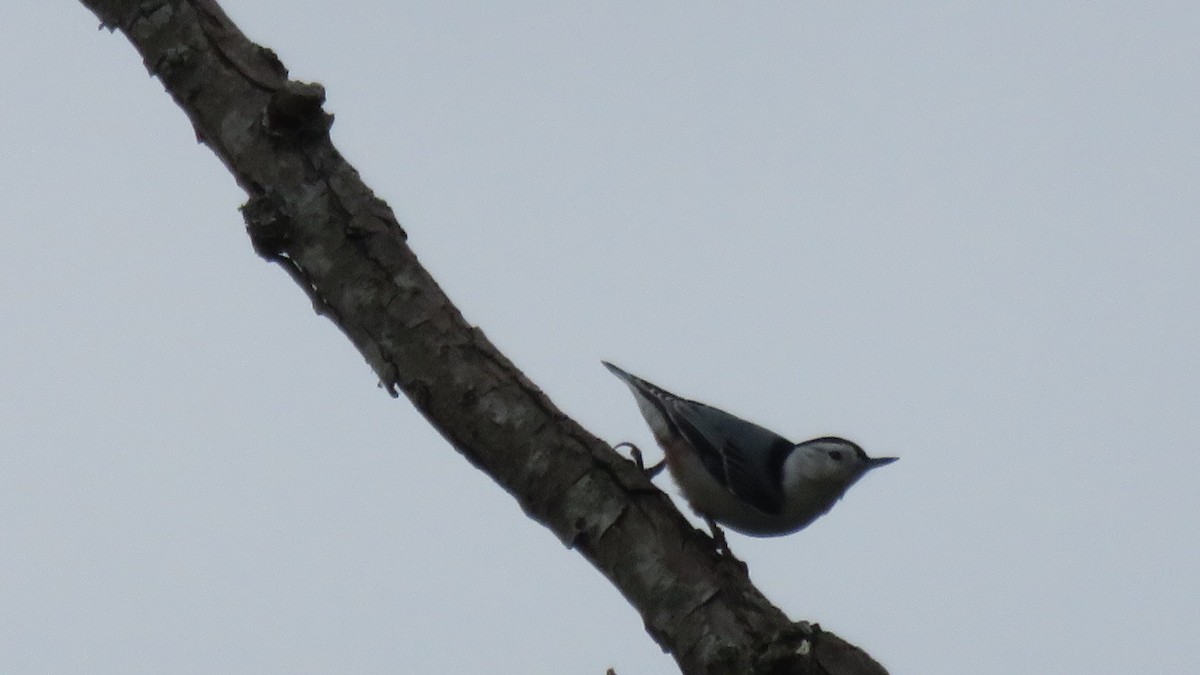 White-breasted Nuthatch - Fran Loyd