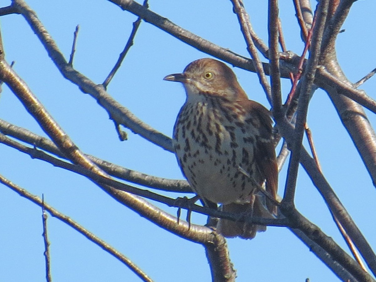 Brown Thrasher - ML70530701