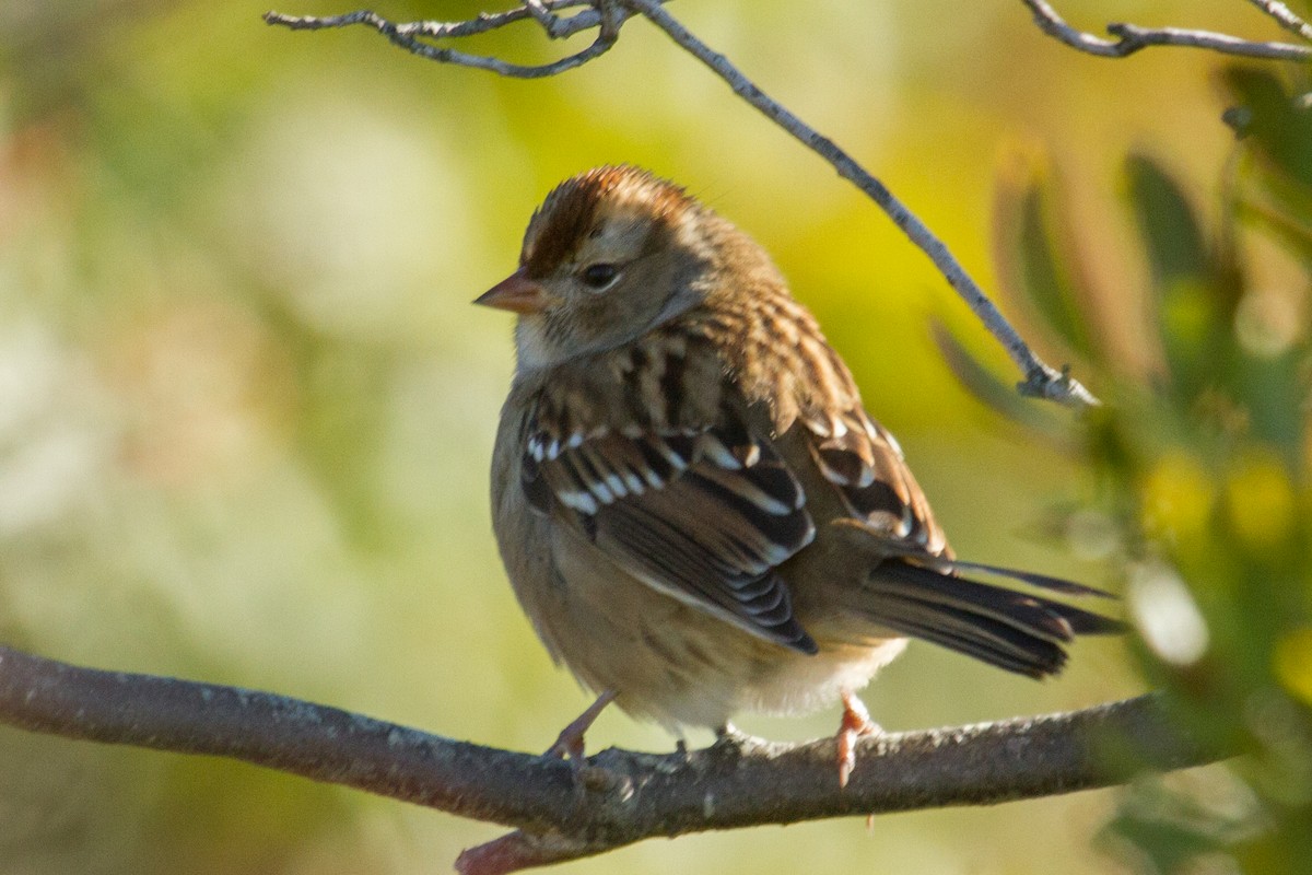 White-crowned Sparrow - ML70530901