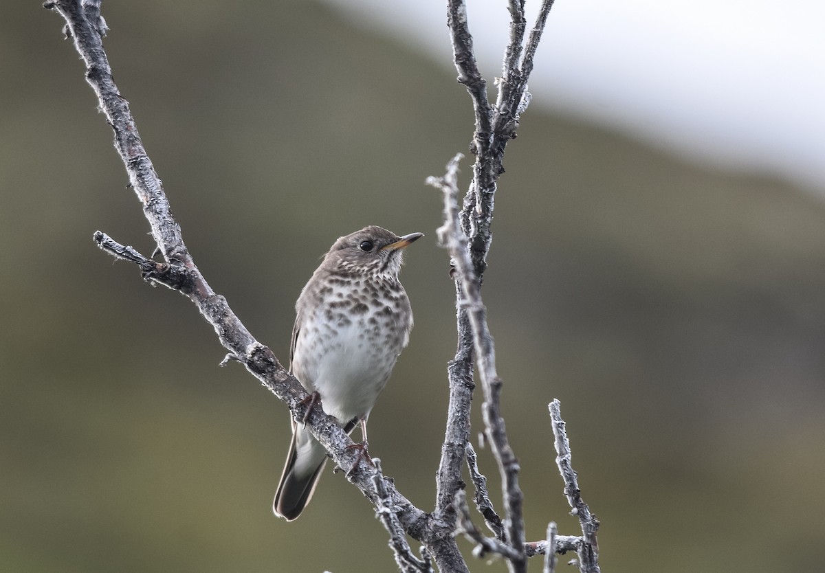 Gray-cheeked Thrush - ML70531641