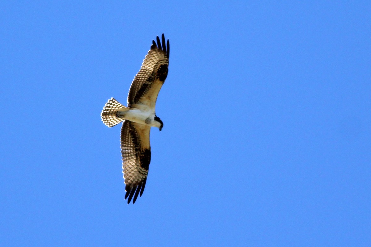 Balbuzard pêcheur - ML70532991