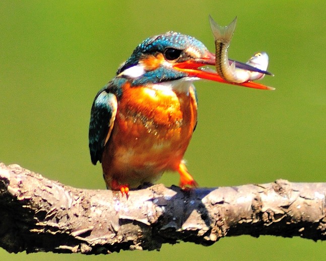 Common Kingfisher - ML705330