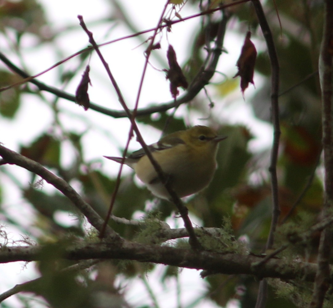 Bay-breasted Warbler - ML70536091