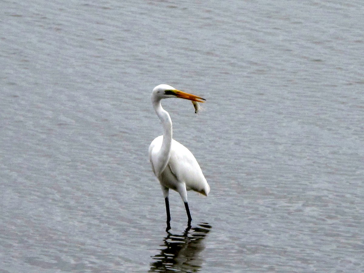 Great Egret - ML705362