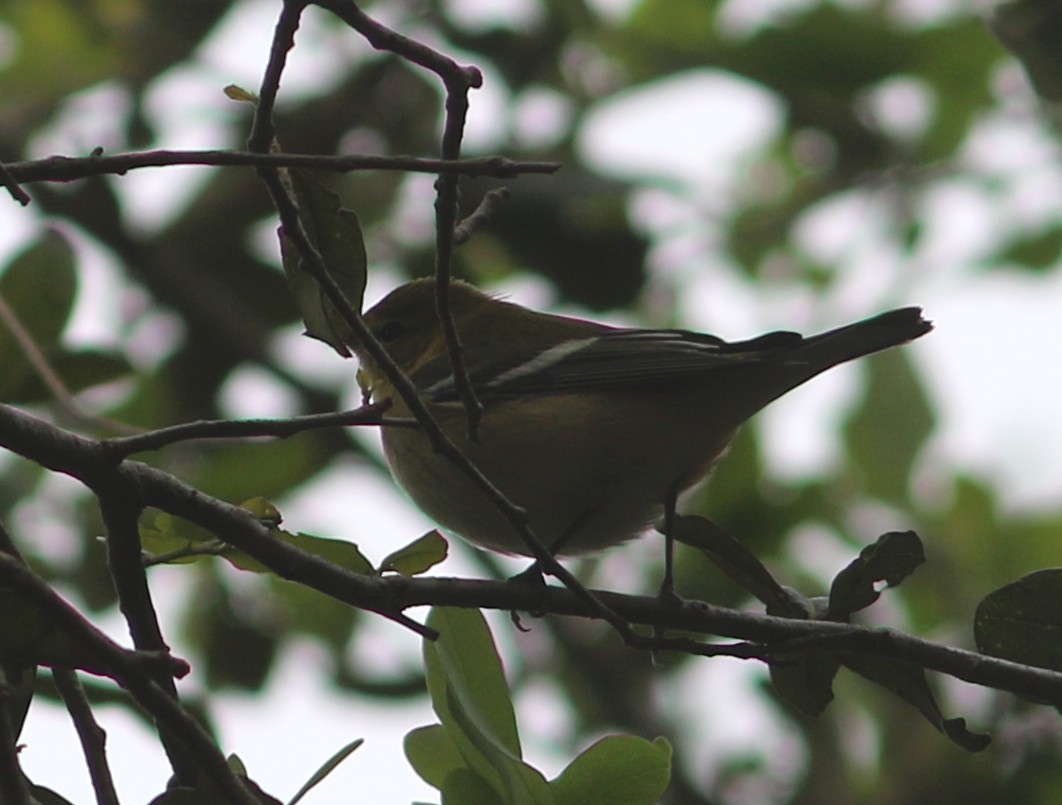 Bay-breasted Warbler - ML70536291