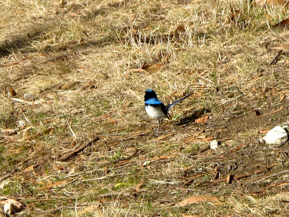 Superb Fairywren - ML705365