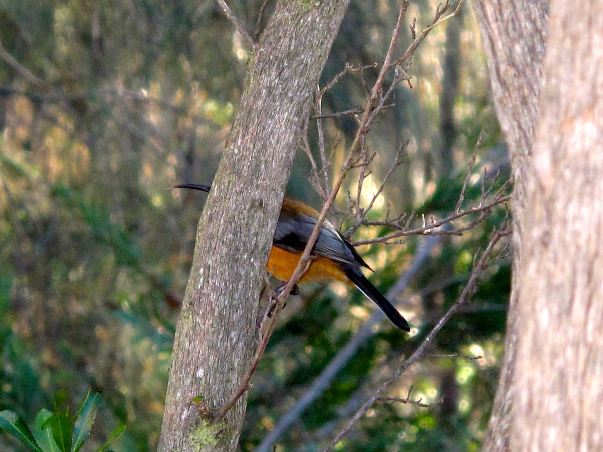 Eastern Spinebill - ML705366