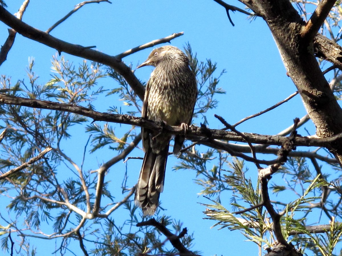 Yellow Wattlebird - ML705367
