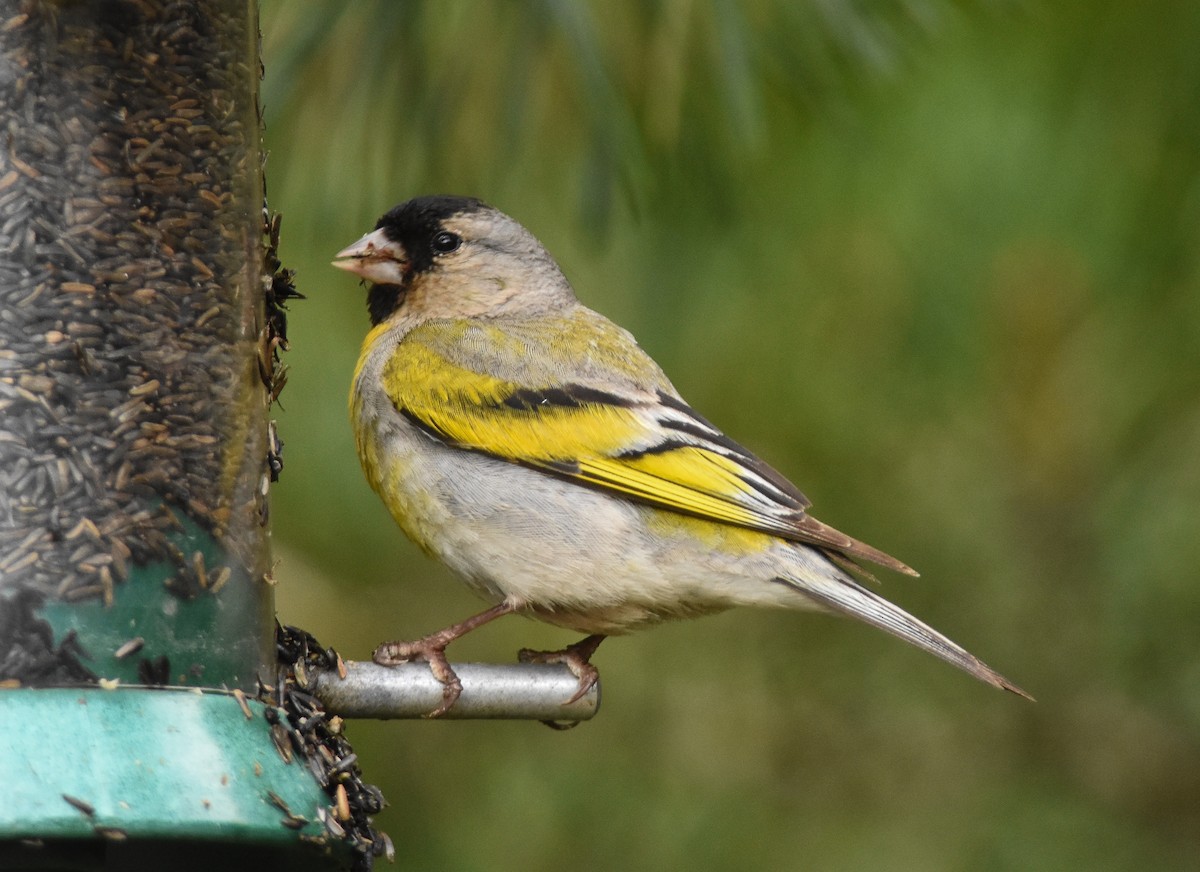 Lawrence's Goldfinch - ML70536741