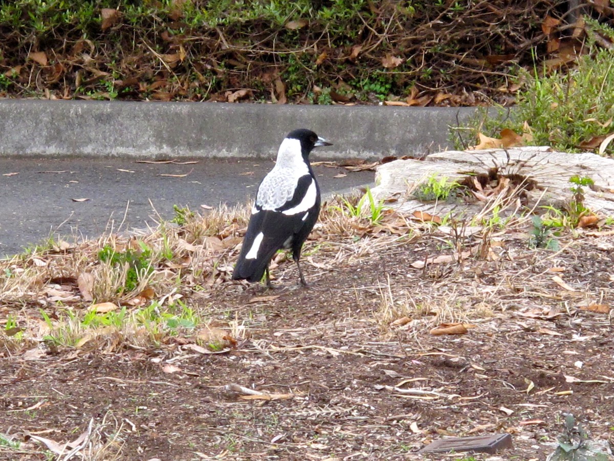 Australian Magpie - Steph Leger