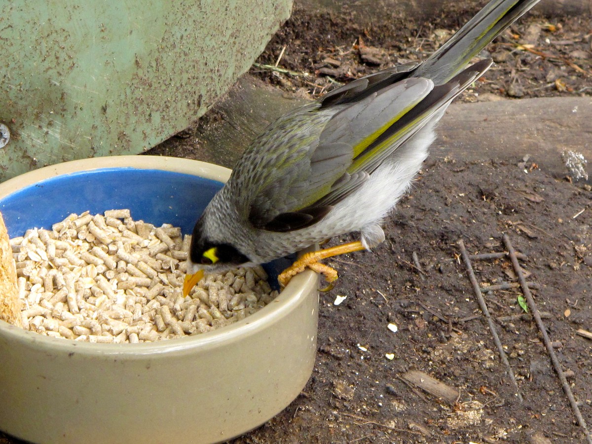 Noisy Miner - ML705369
