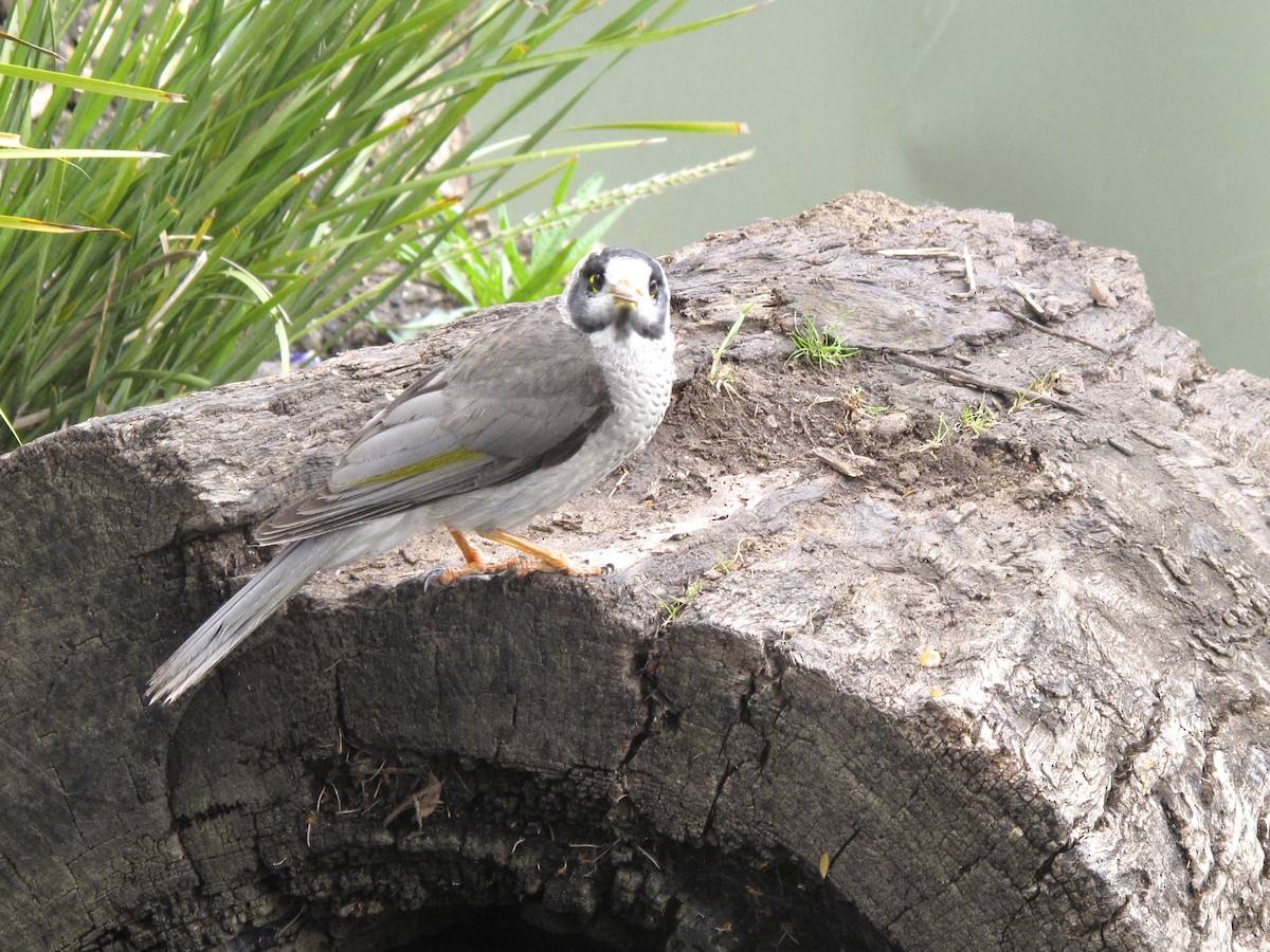 Noisy Miner - ML705370