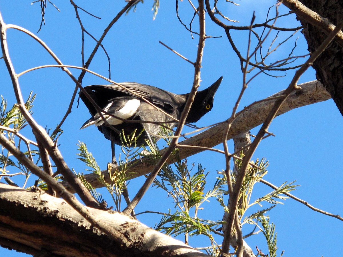 Black Currawong - ML705371