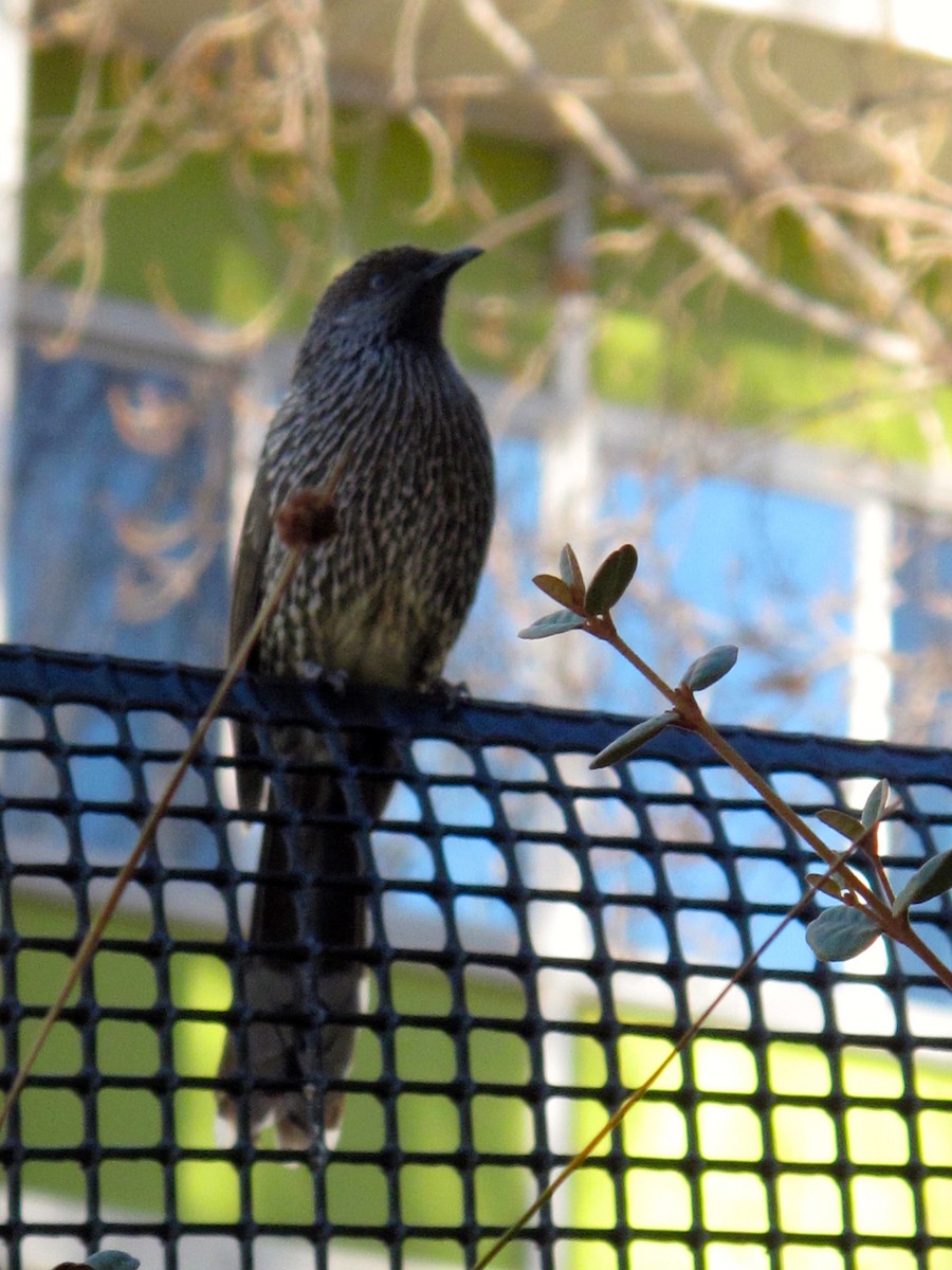 Little Wattlebird - ML705373