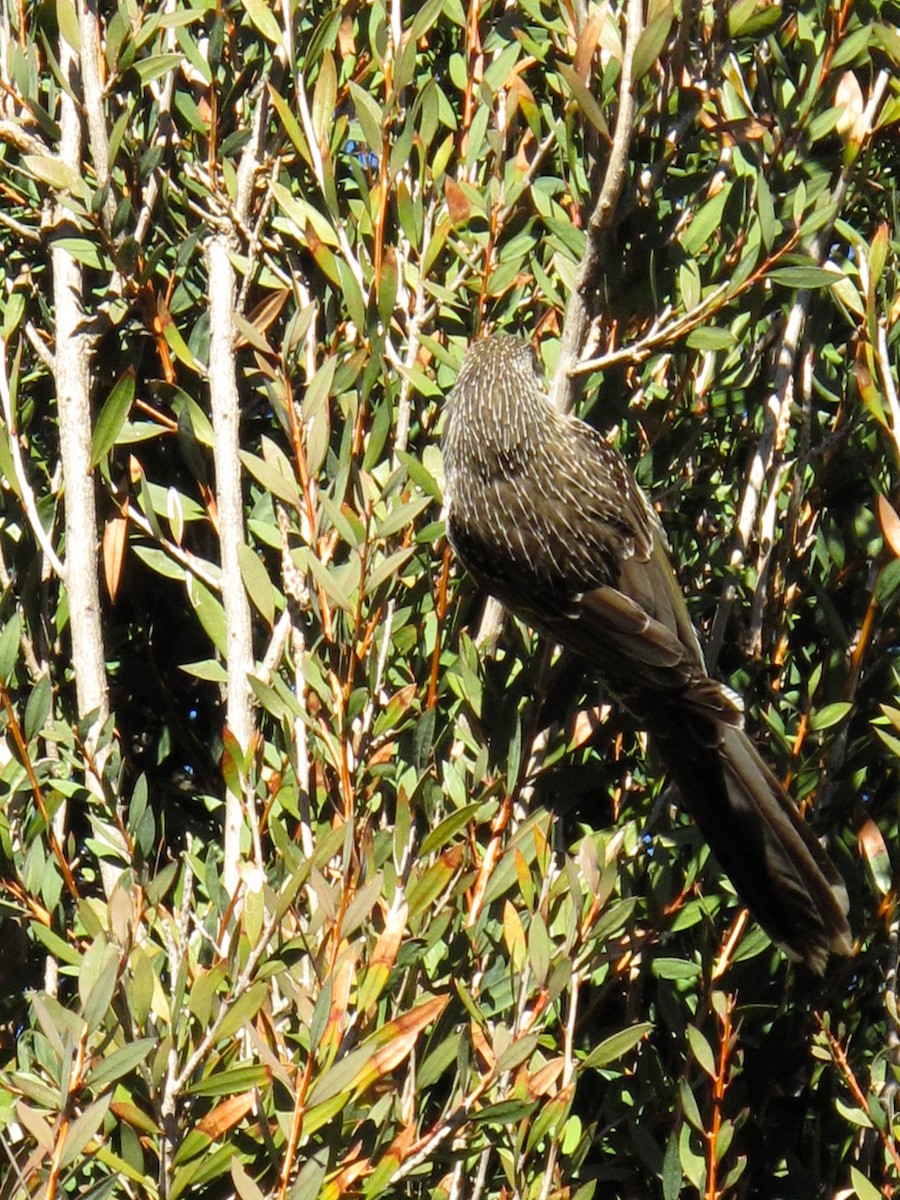 Little Wattlebird - ML705374