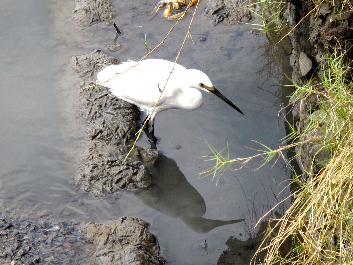 Little Egret (Australasian) - ML705376