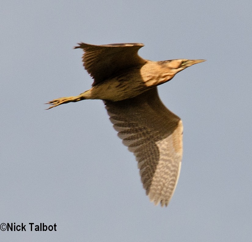 Australasian Bittern - ML705379