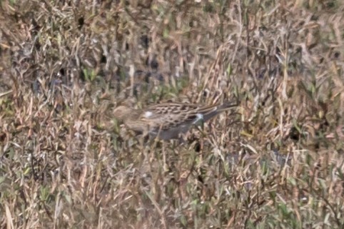 Bécasseau à poitrine cendrée - ML70539021