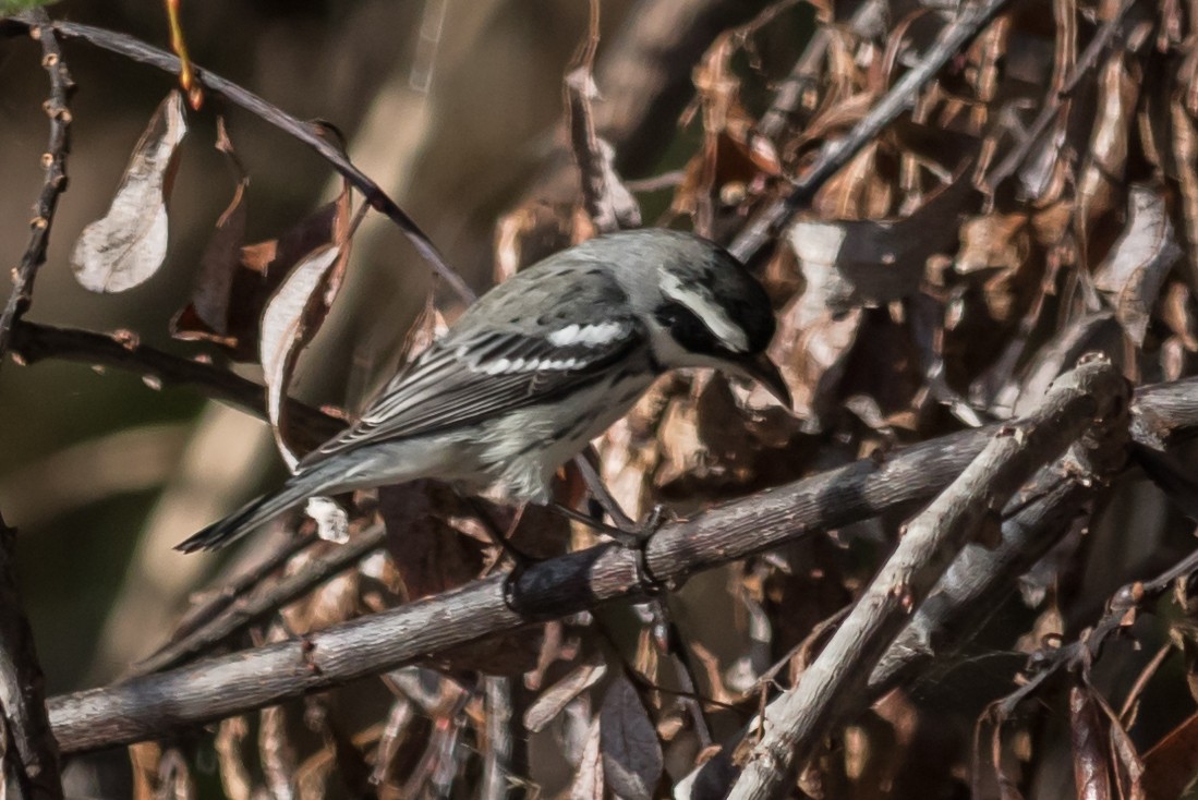 Black-throated Gray Warbler - Carole Rose