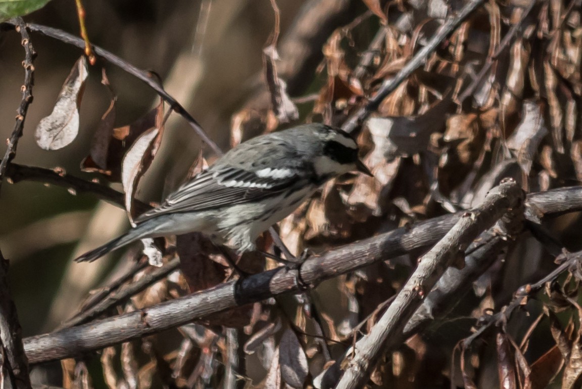 Black-throated Gray Warbler - ML70539251