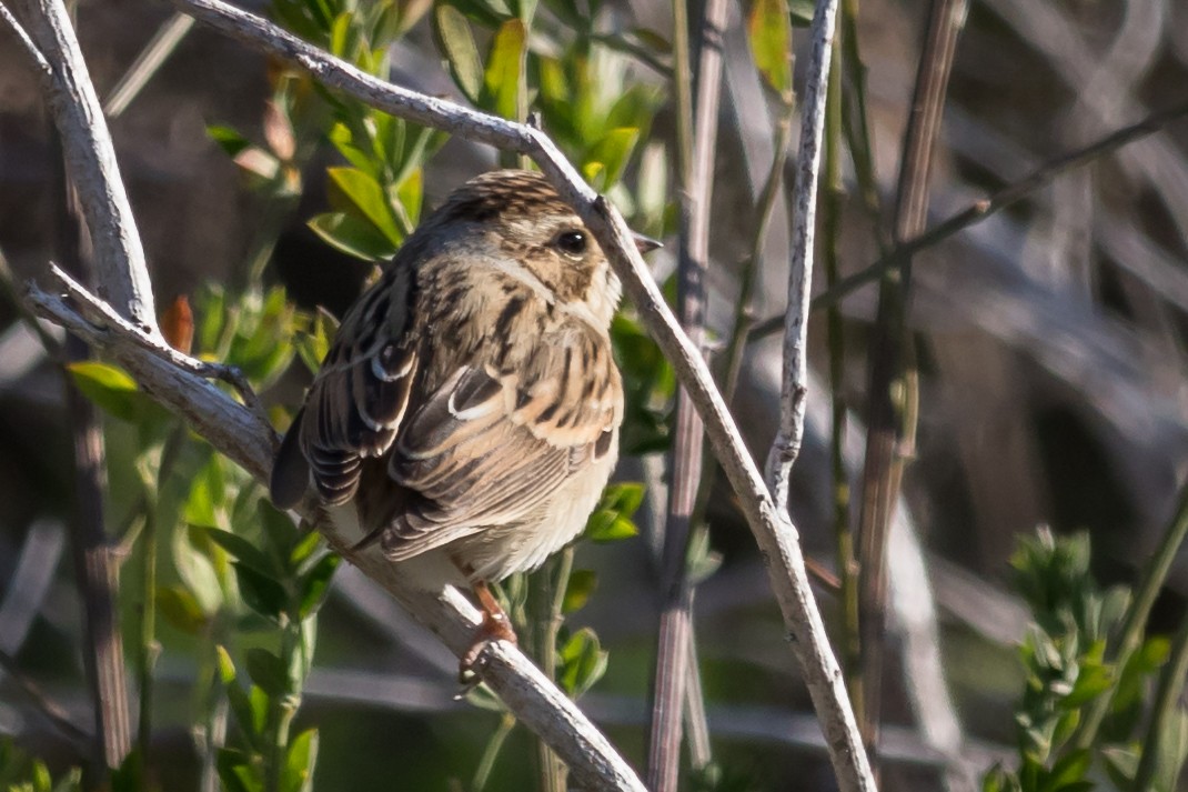 Clay-colored Sparrow - ML70539311