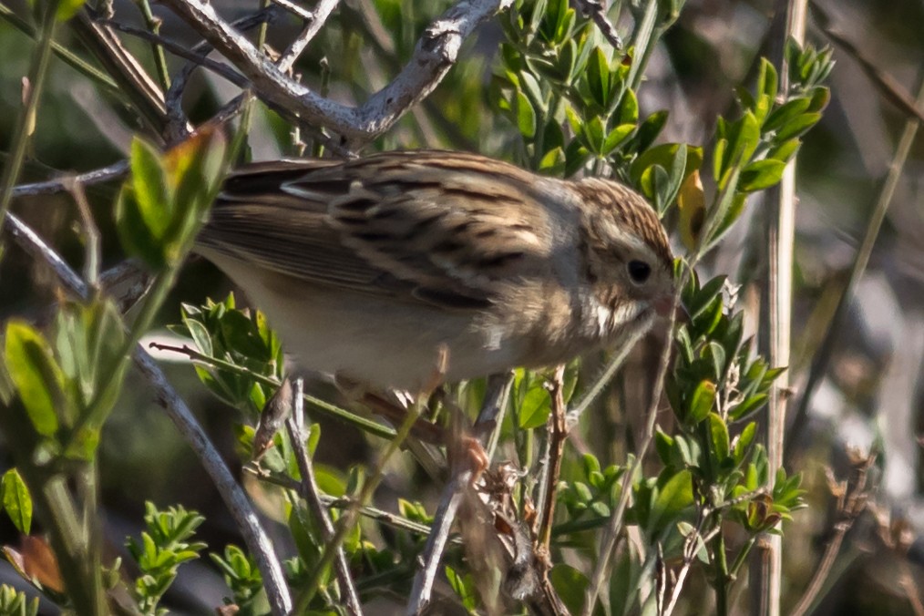 Clay-colored Sparrow - ML70539341