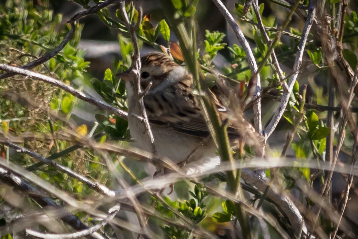 Clay-colored Sparrow - ML70539351