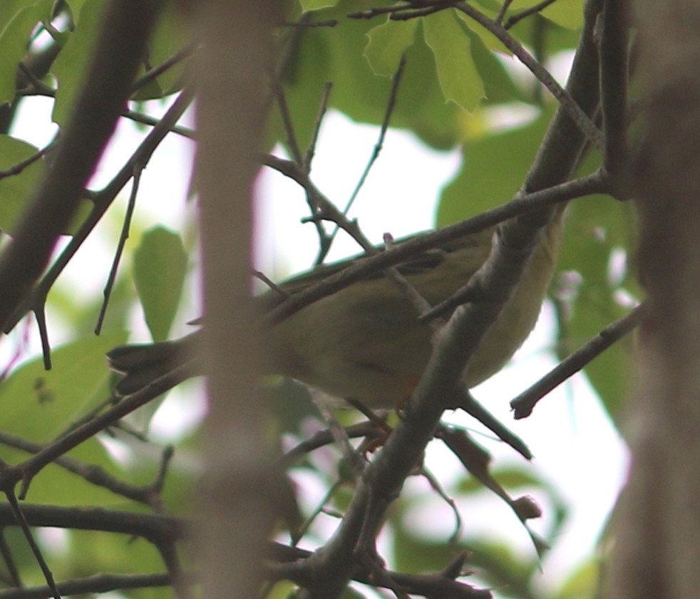 Blackpoll Warbler - ML70539801