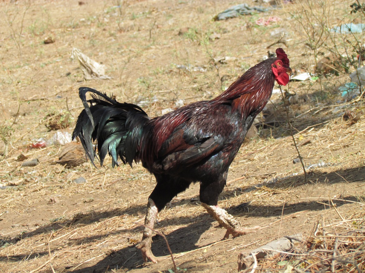 Red Junglefowl - Rajubhai Patel