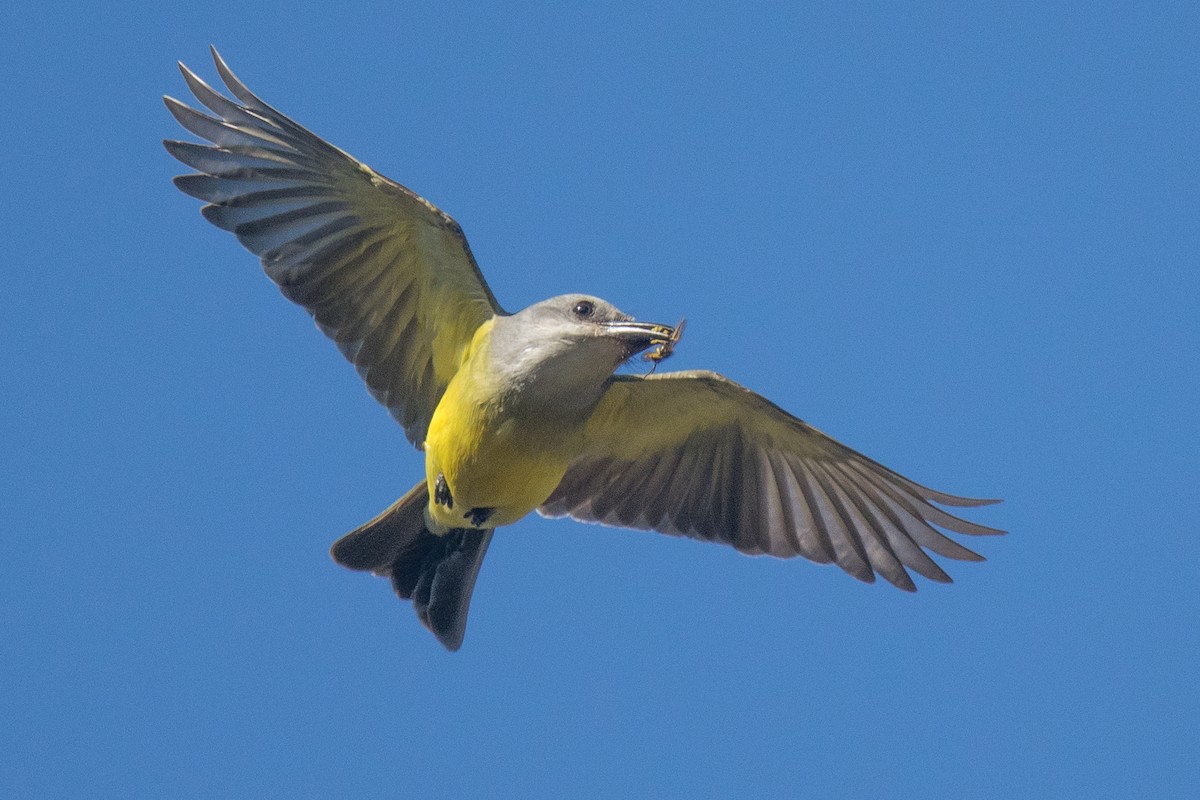 Tropical Kingbird - Nancy Christensen