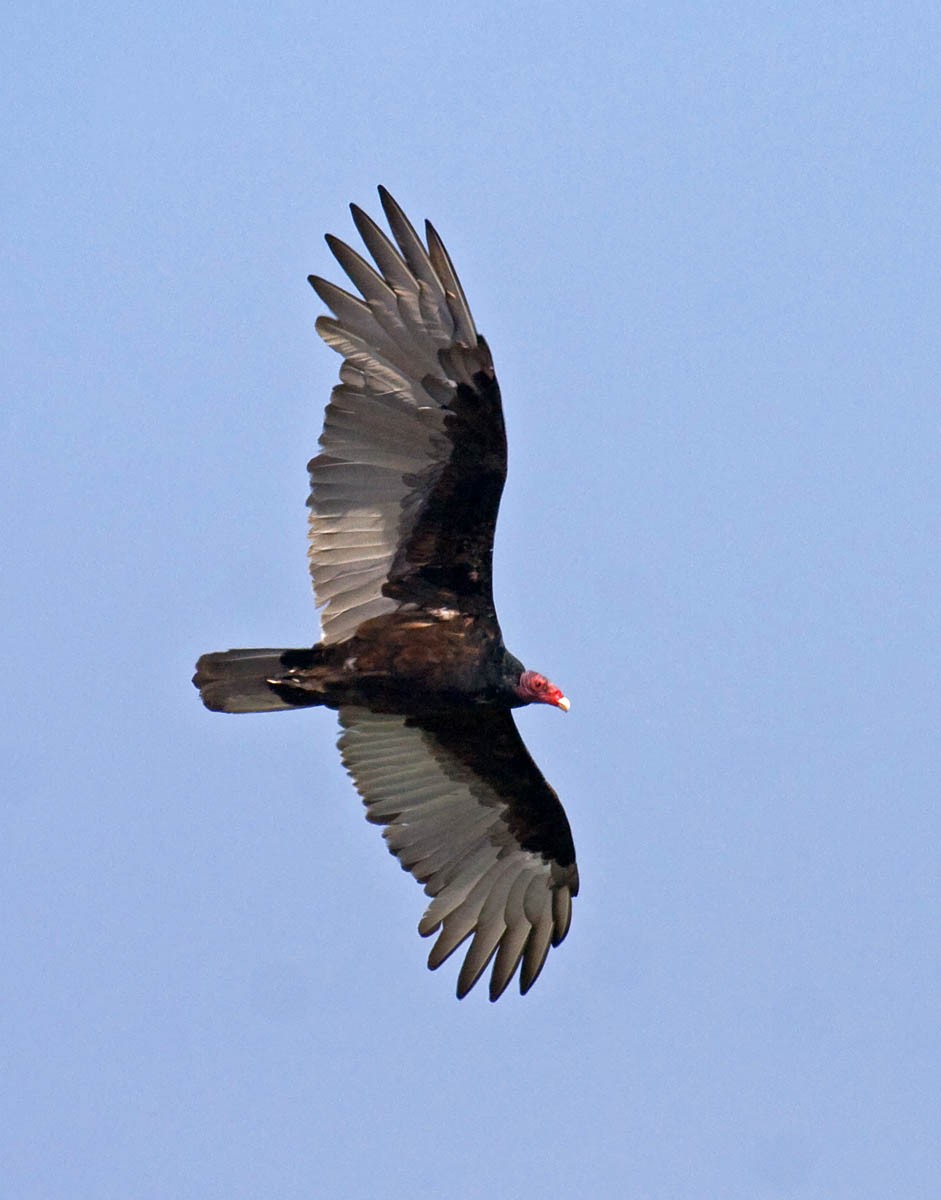 Turkey Vulture - Greg Gillson