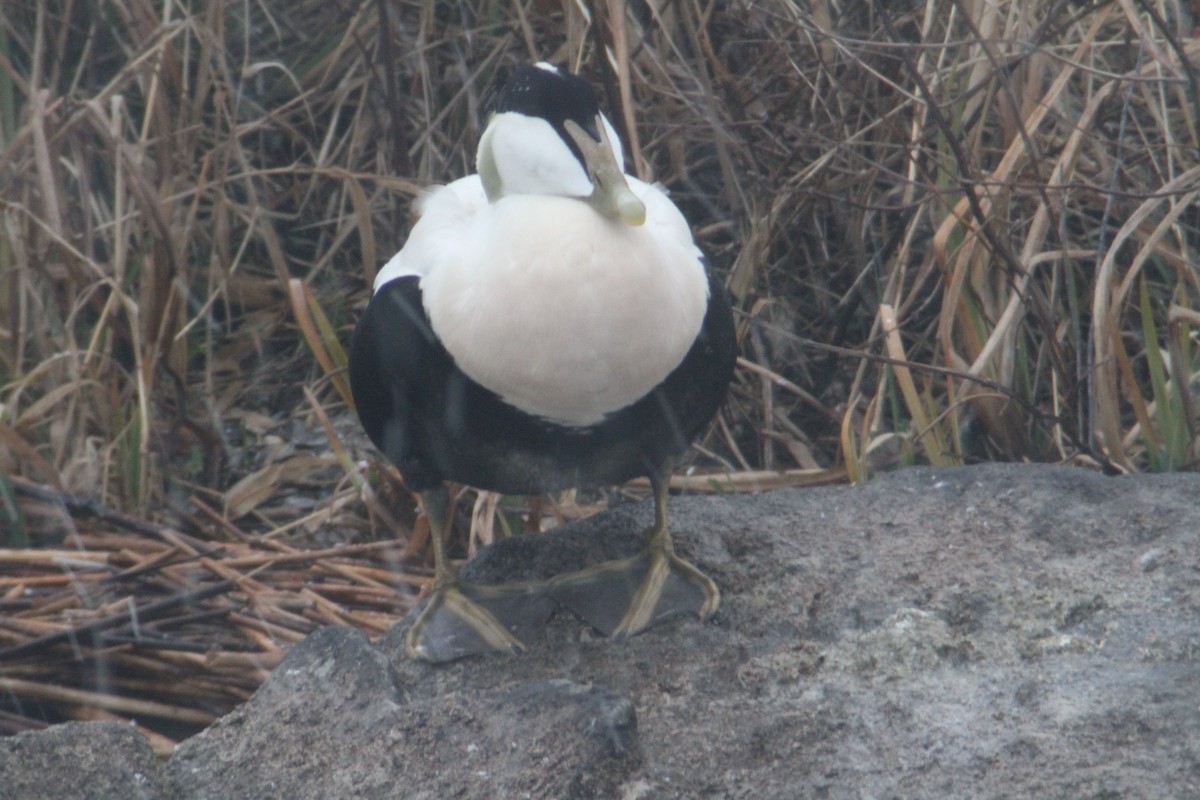 Common Eider - ML705404