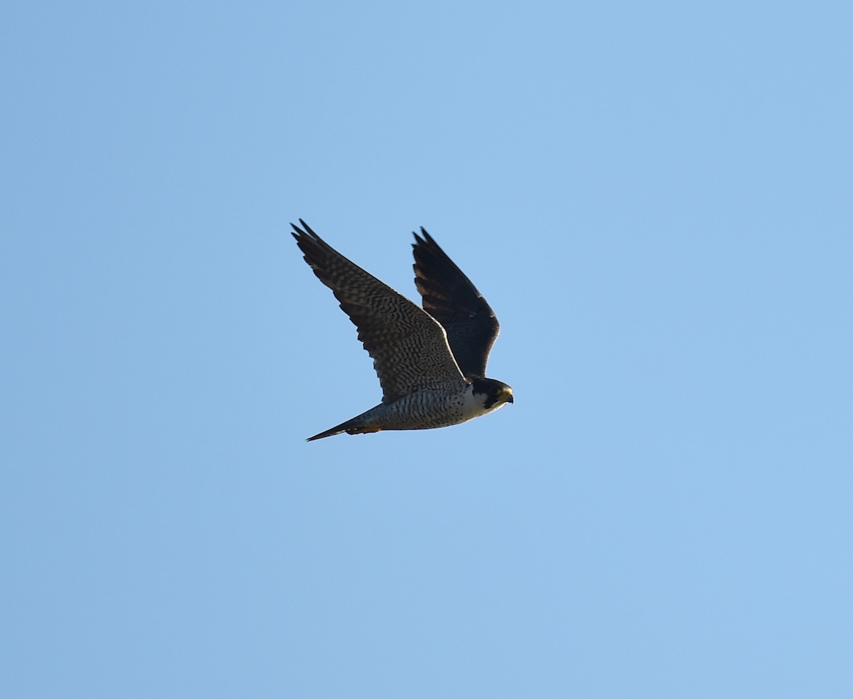 Peregrine Falcon - ML70541151