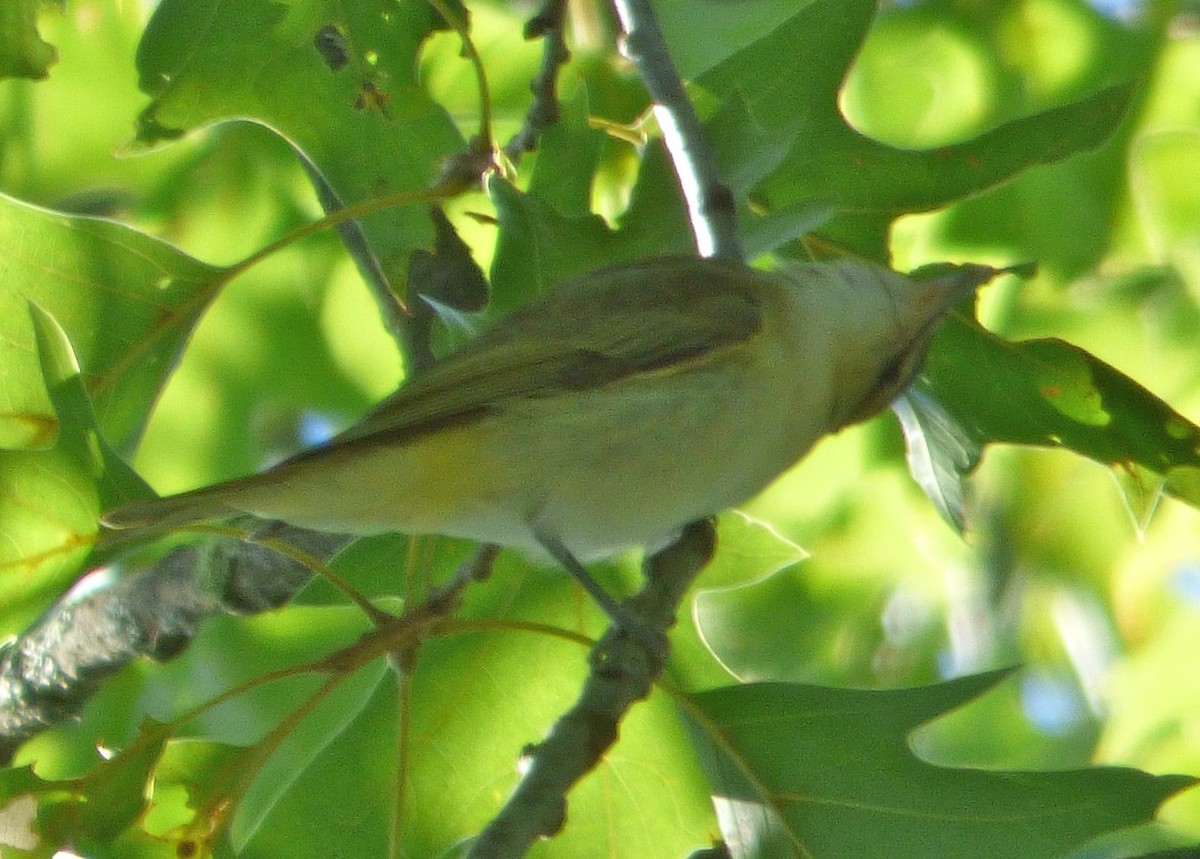 Red-eyed Vireo - Mary  McMahon