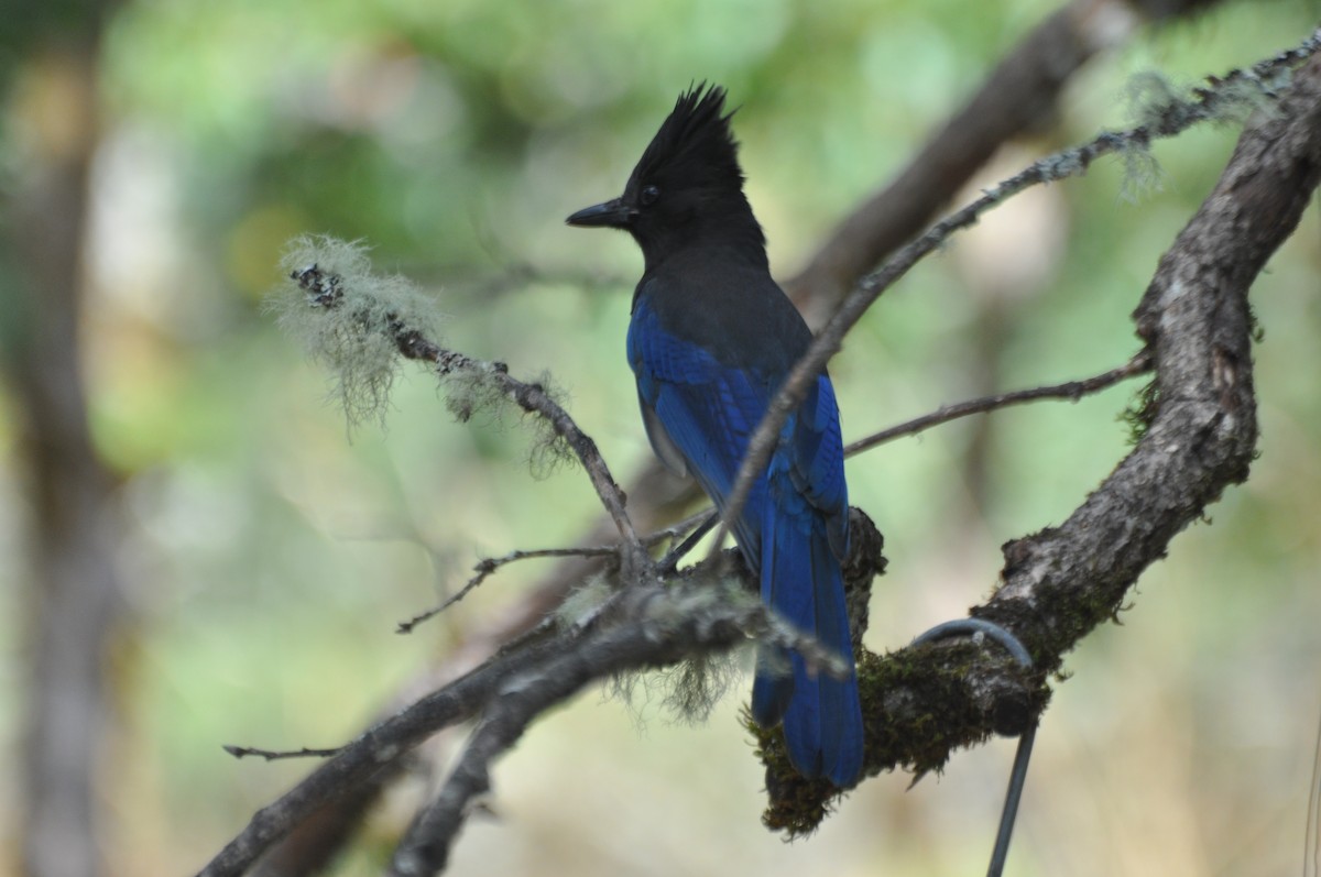 Steller's Jay - Leah Ramsay