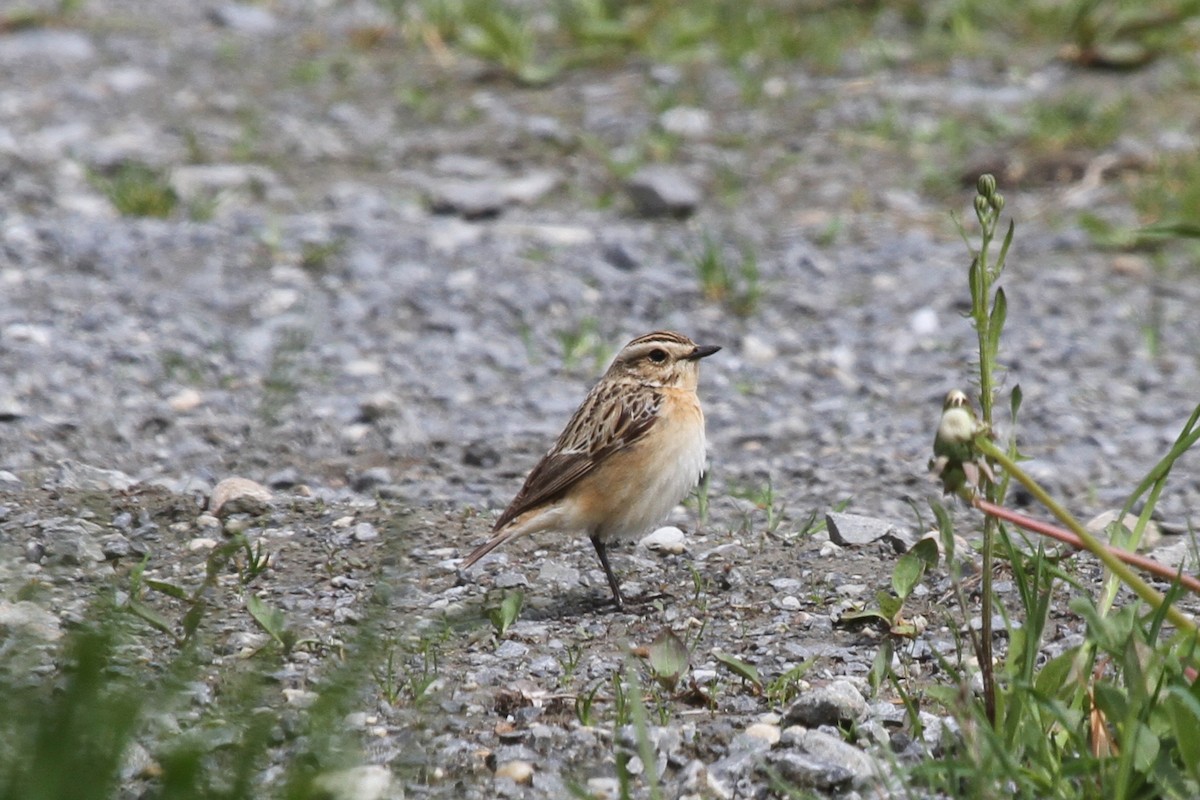 Whinchat - ML705423