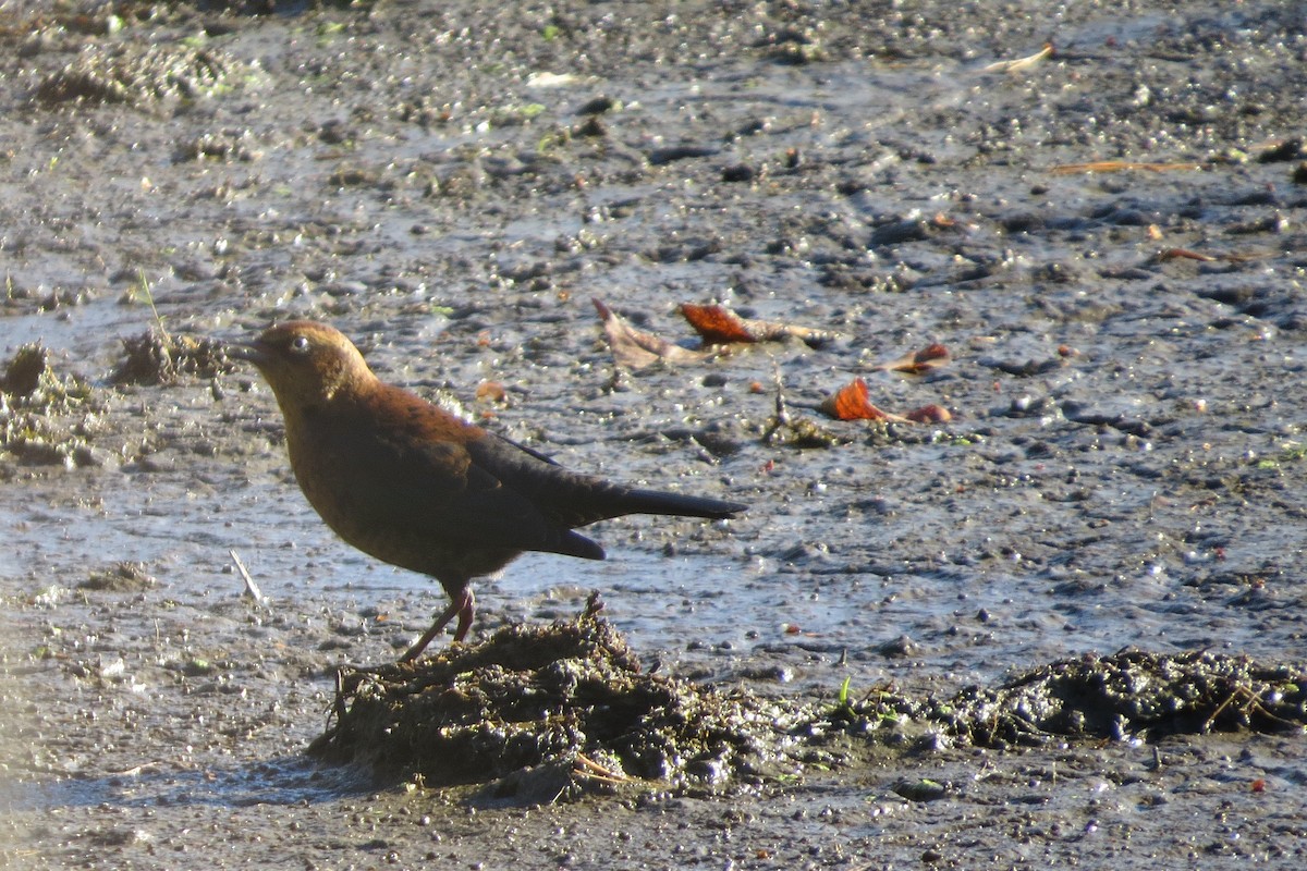 Rusty Blackbird - ML70542391