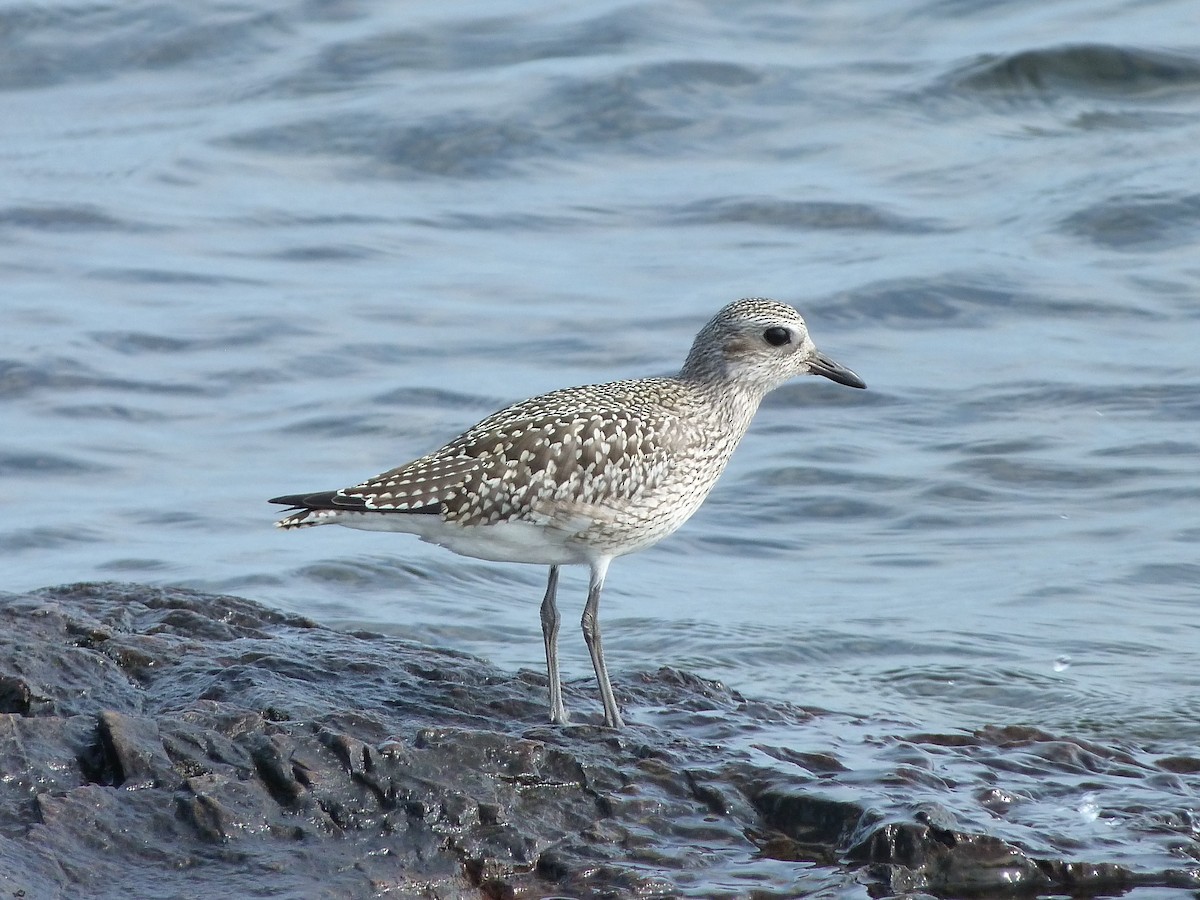 Black-bellied Plover - ML70542671