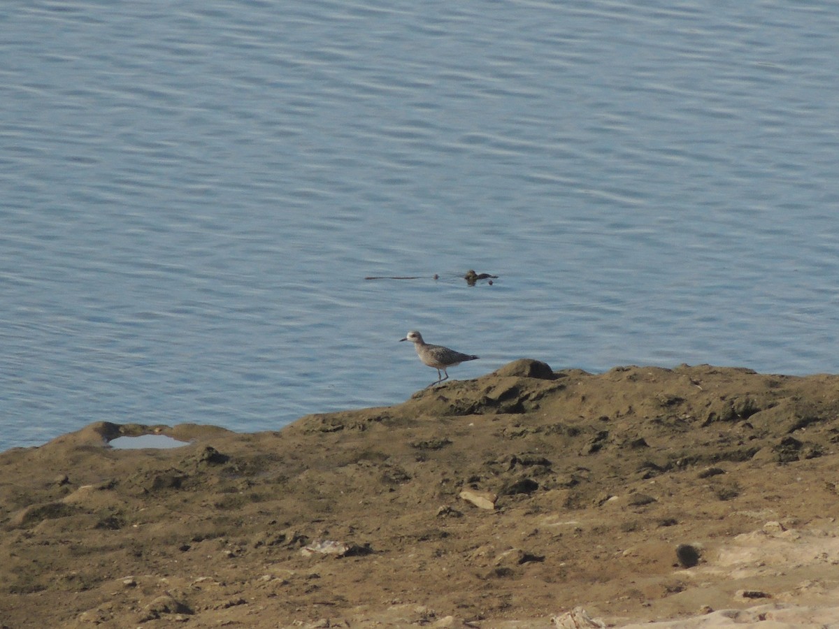 Black-bellied Plover - ML70543291