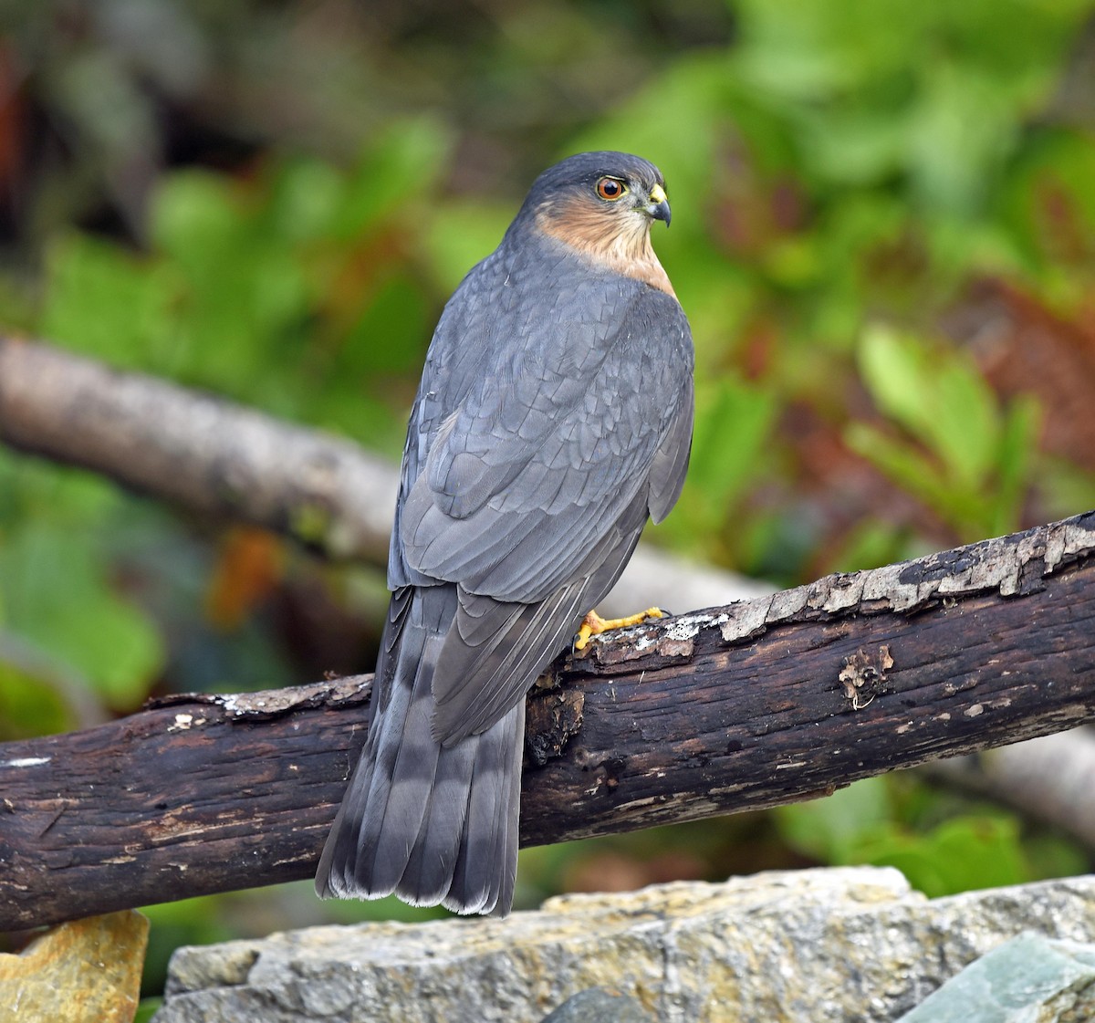 Sharp-shinned Hawk - Vickie Anderson