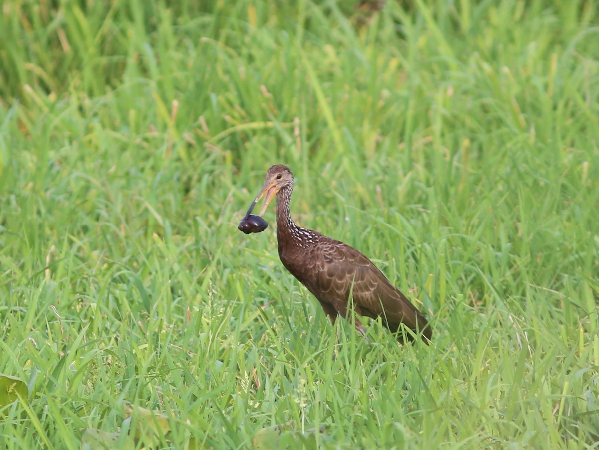 Limpkin - Rohan van Twest