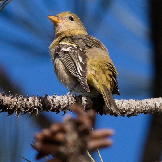 Western Tanager - ML70544621