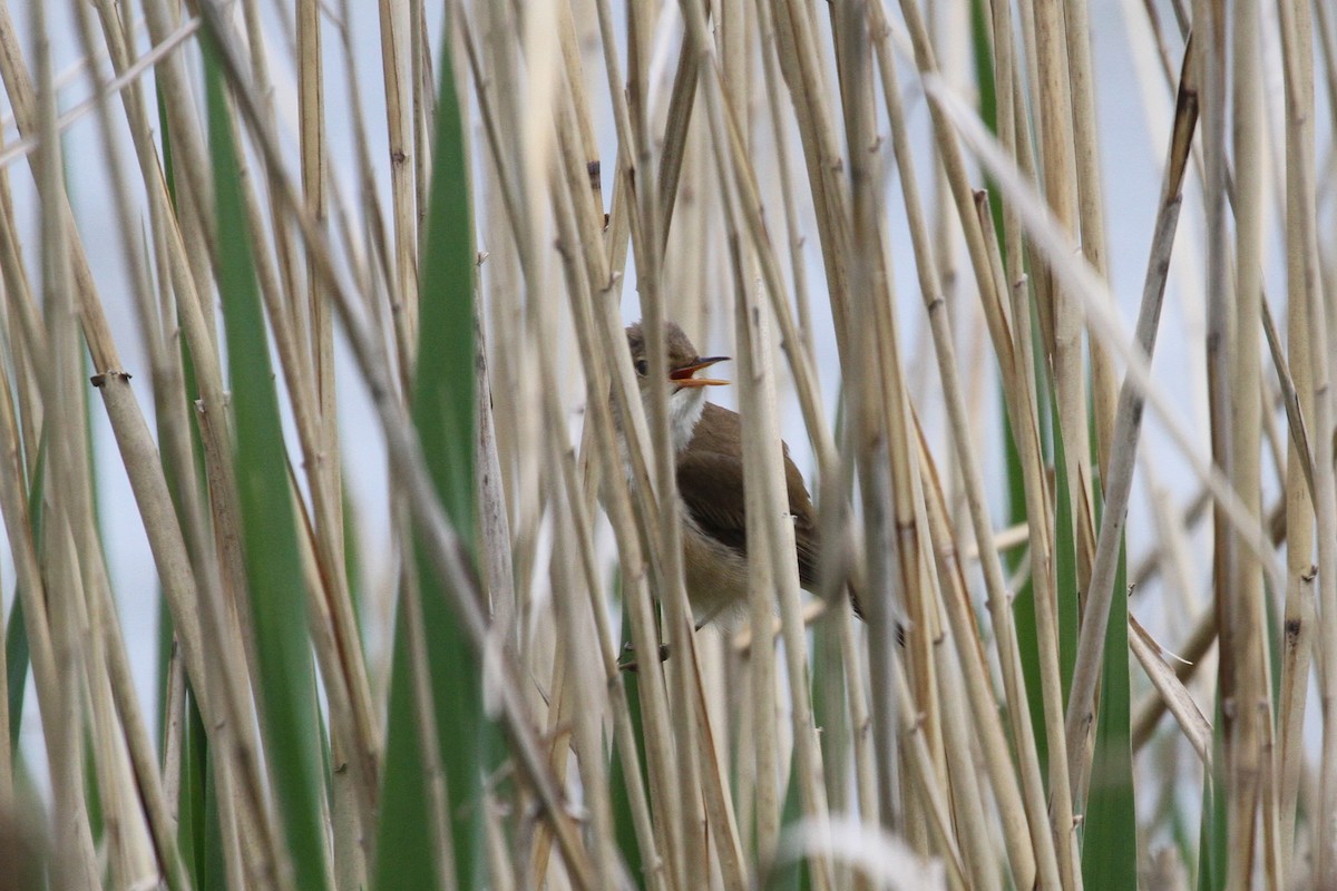 Common Reed Warbler - ML705447