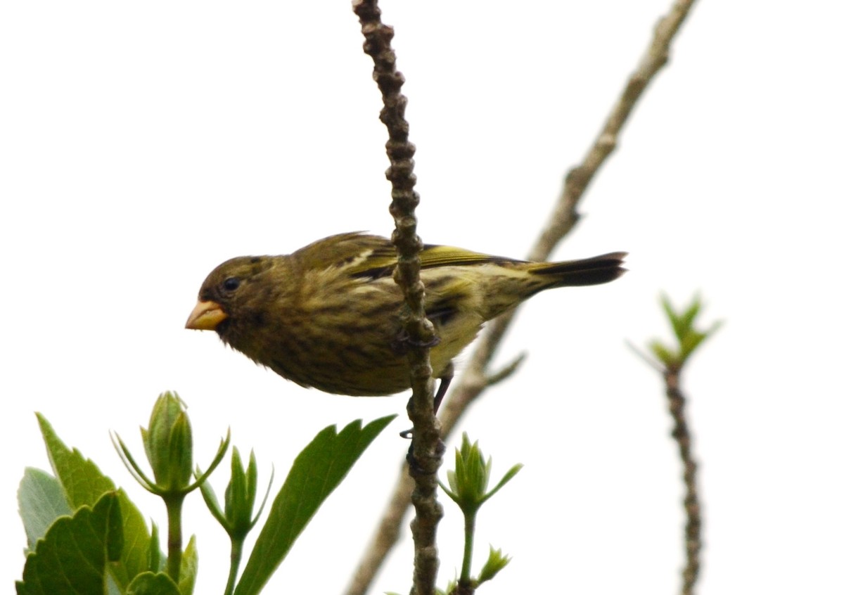 Antillean Siskin - ML705448