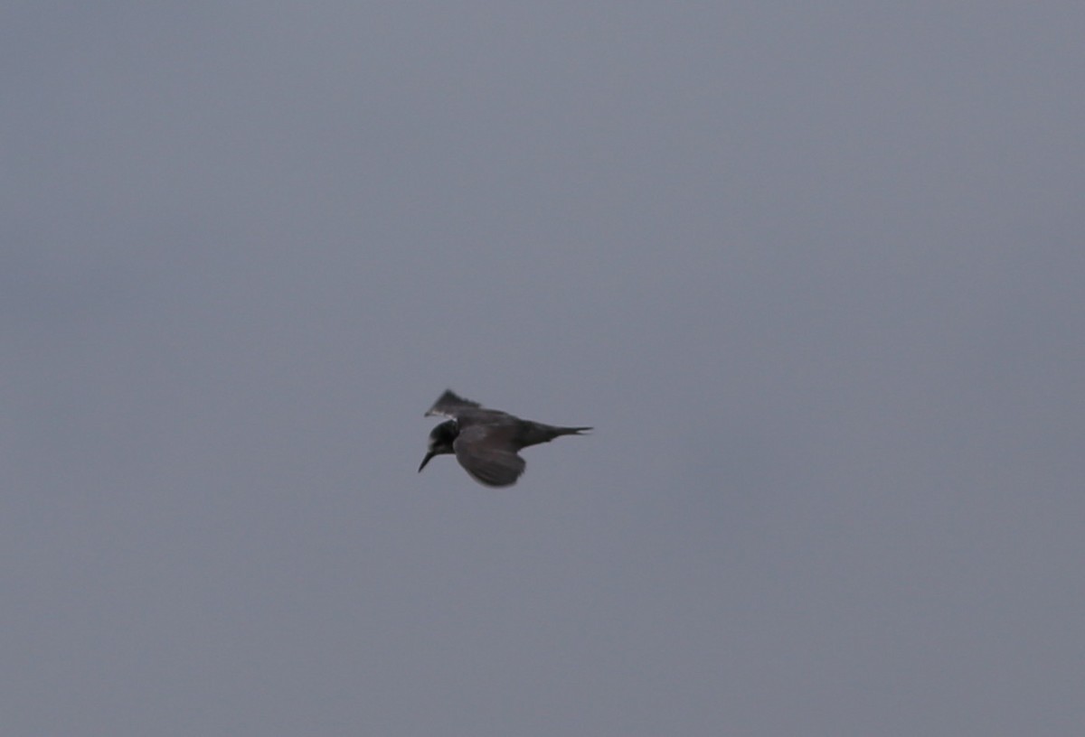 Black Tern - Rohan van Twest