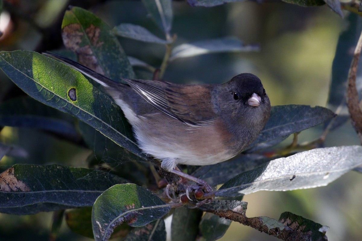 Dark-eyed Junco - Donna Pomeroy