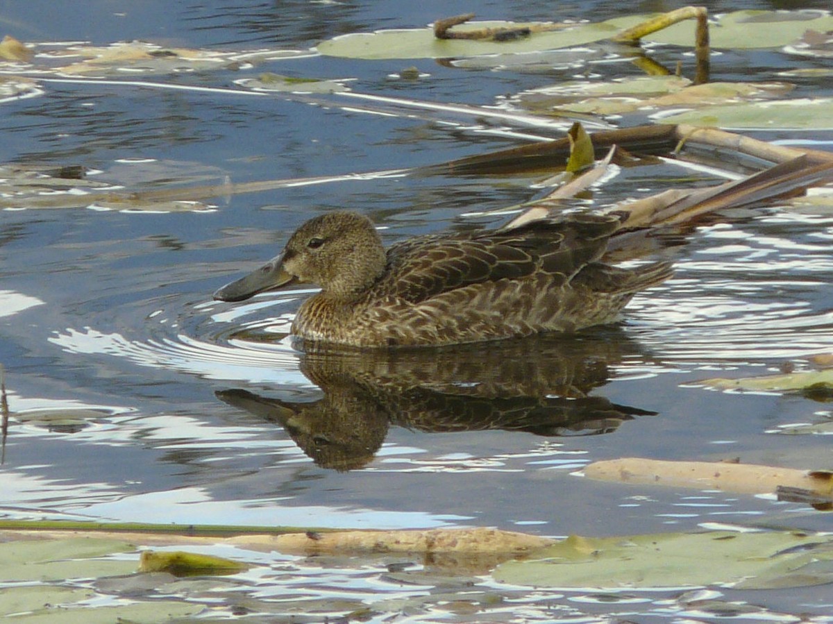 Cinnamon Teal - Douglas Leighton