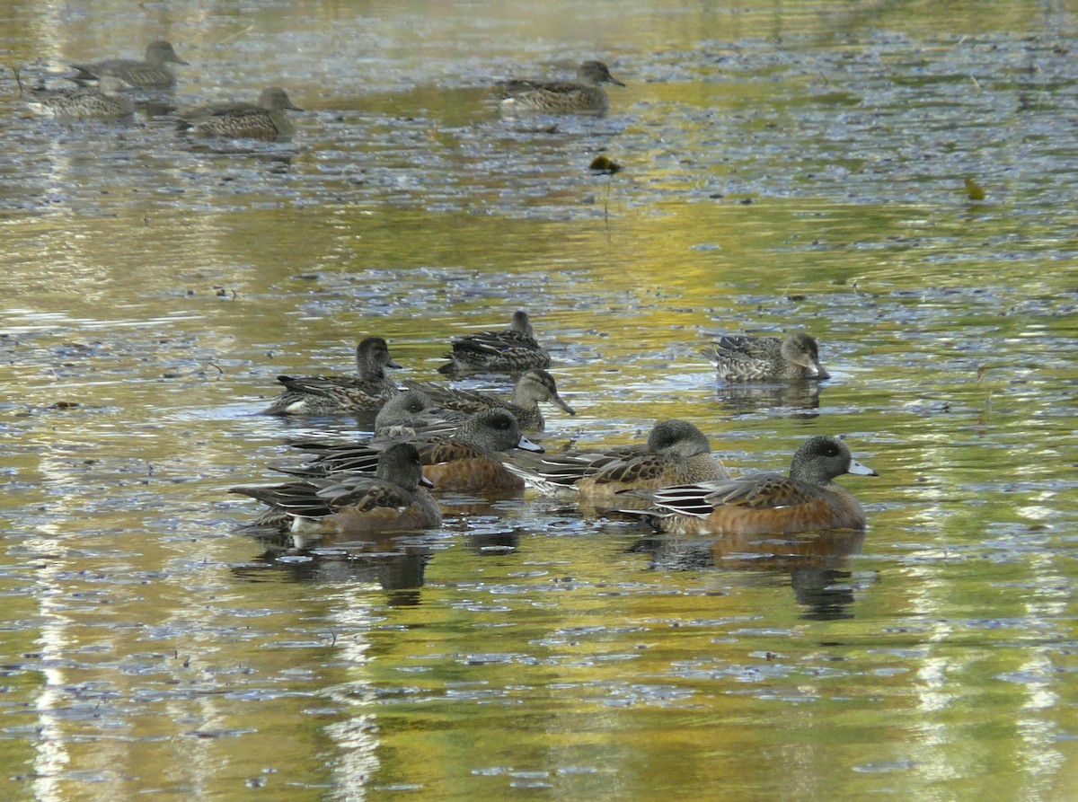 American Wigeon - ML70547101